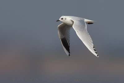 Saunders's Gull (Saundersilarus saundersi)