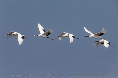 Red-crowned Crane (Grus japonensis)