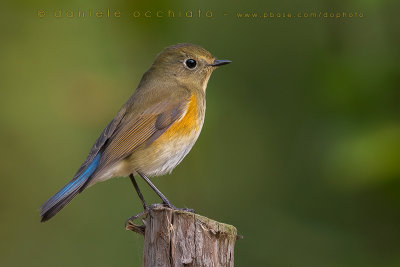 Red-flanked Bluetail (Tarsiger cyanurus)