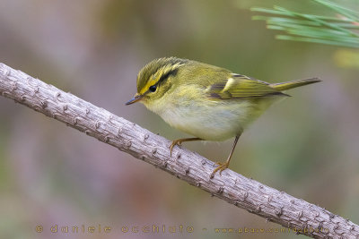 Pallas's Leaf Warbler (Phylloscopus proregulus)