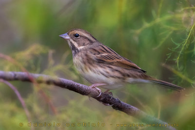 Black-faced Bunting (Emberiza spodocephala)