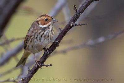 Little Bunting (Emberiza pusilla)