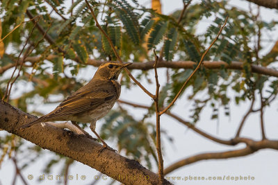 Cesena di Naumann; Naumann's Thrush; Turdus naumanni