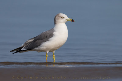 Black-tailed Gull (Larus crassirostris)