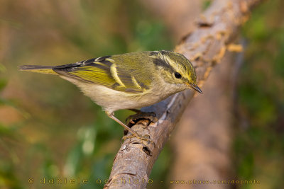 Pallas's Leaf Warbler (Phylloscopus proregulus)