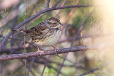 Zigolo mascherato; Black-faced Bunting; Emberiza spodocephala