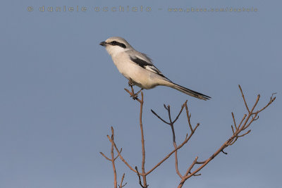 Chinese Grey Shrike (Lanius sphenocercus)