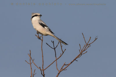 Chinese Grey Shrike (Lanius sphenocercus)