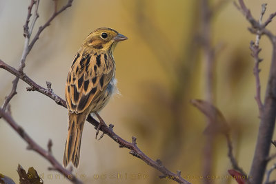 Chestnut-eared Bunting (Zigolo orecchie castane)