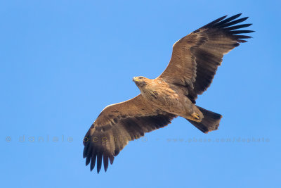 Spanish Imperial Eagle (Aquila adalberti)