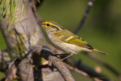 Pallas's Leaf Warbler (Phylloscopus proregulus)