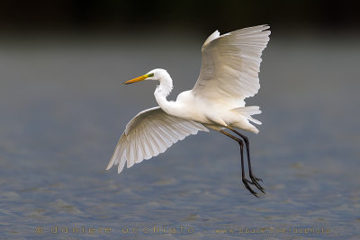 Great White Egret (Ardea alba)