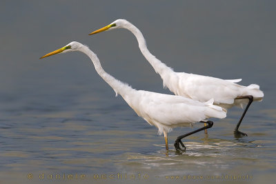 Great White Egret (Ardea alba)