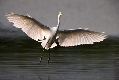 Great White Egret (Ardea alba)