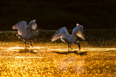 Eurasian Spoonbill (Platalea leucorodia)