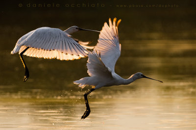 Eurasian Spoonbill (Platalea leucorodia)