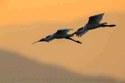 Eurasian Spoonbill (Platalea leucorodia)