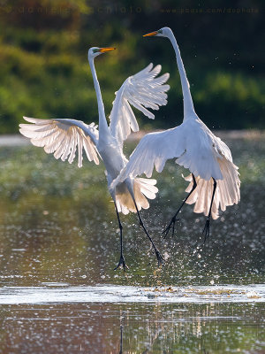 Great White Egret (Ardea alba)