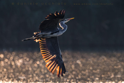 Grey Heron (Ardea cinerea)