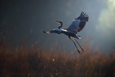 Grey Heron (Ardea cinerea)