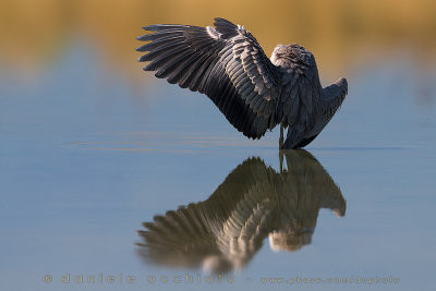 Grey Heron (Ardea cinerea)