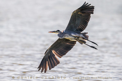 Grey Heron (Ardea cinerea)