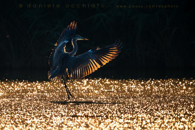 Grey Heron (Ardea cinerea)