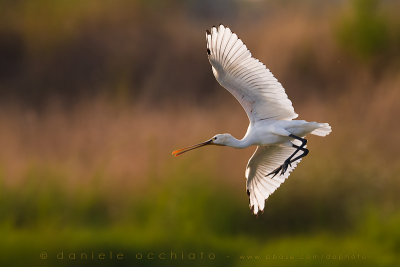 Eurasian Spoonbill (Platalea leucorodia)