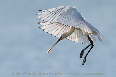 Eurasian Spoonbill (Platalea leucorodia)