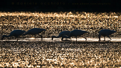 Eurasian Spoonbill (Platalea leucorodia)