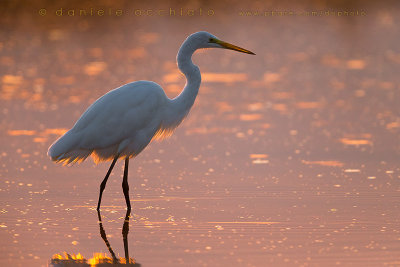 Great White Egret (Ardea alba)