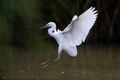 Little Egret (Egretta garzetta)