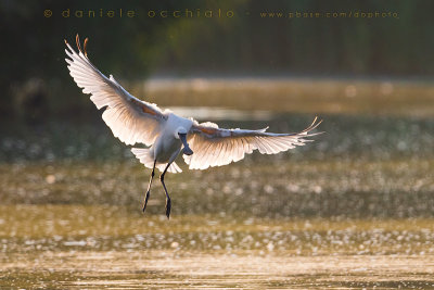 Eurasian Spoonbill (Platalea leucorodia)