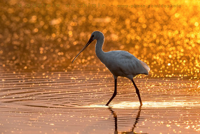 Eurasian Spoonbill (Platalea leucorodia)