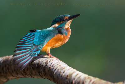 Common Kingfisher (Alcedo atthis)