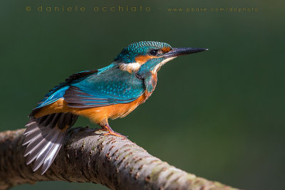 Common Kingfisher (Alcedo atthis)