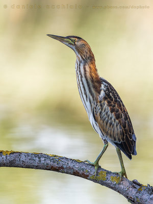 Little Bittern (Ixobrychus minutus)