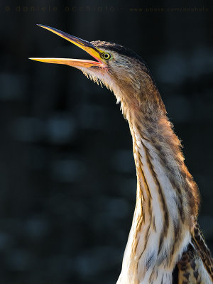 Little Bittern (Ixobrychus minutus)