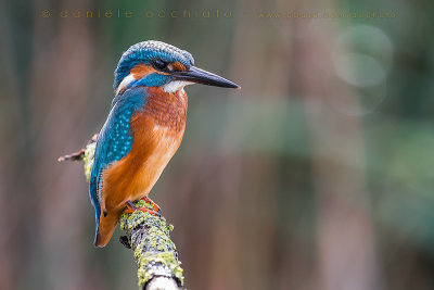 Common Kingfisher (Alcedo atthis)