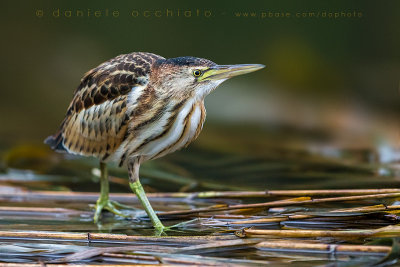 Little Bittern (Ixobrychus minutus)