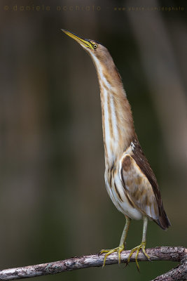 Little Bittern (Ixobrychus minutus)