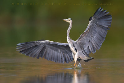 Grey Heron (Ardea cinerea)