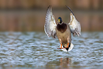 Mallard (Anas platyrhynchos)