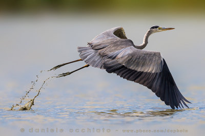 Grey Heron (Ardea cinerea)