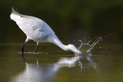 Little Egret (Egretta garzetta)