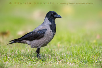 Hooded Crow (Corvus cornix)