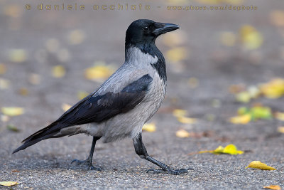 Hooded Crow (Corvus cornix)