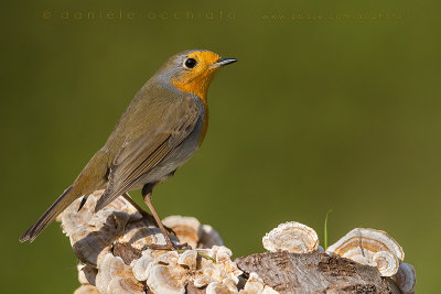 Eurasian Robin (Erithacus rubecula)
