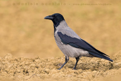 Hooded Crow (Corvus cornix)