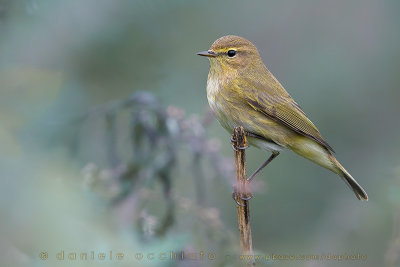 Chiffchaff (Phylloscopus collybita)